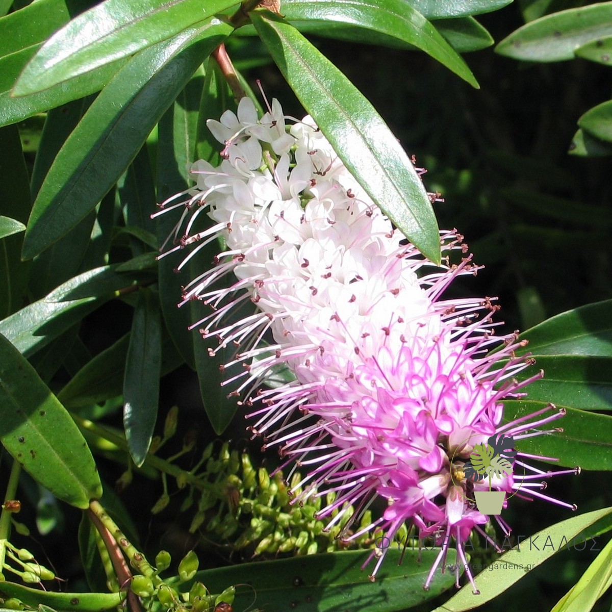 🌸 ΒΕΡΟΝΙΚΗ – Hebe speciosa - 2 lt